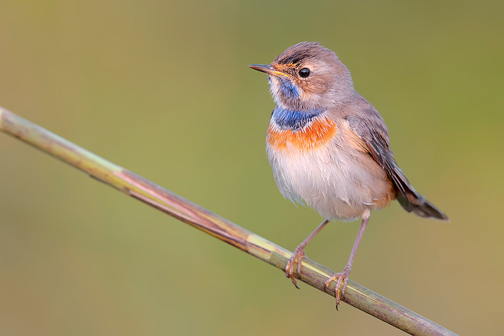 Bluethroat - Pettazzurro by Lorenzo Magnolfi on 500px.com