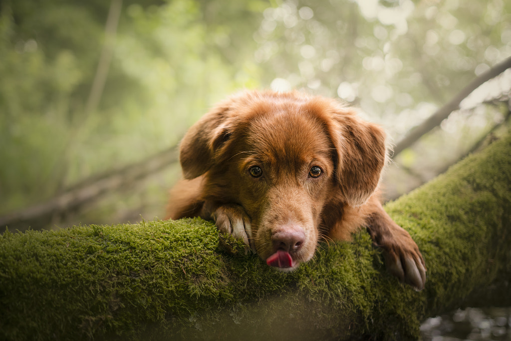 Cute dog by Jagoda Matejczuk on 500px.com