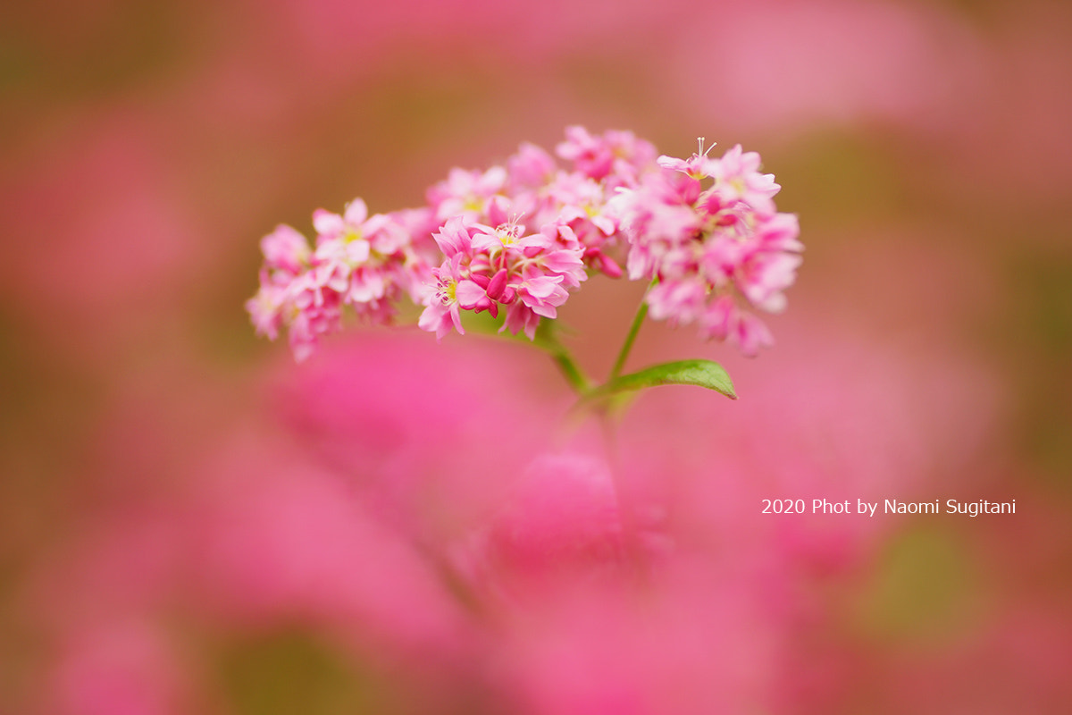 Red Soba flower by Naomi Sugitani | 500px