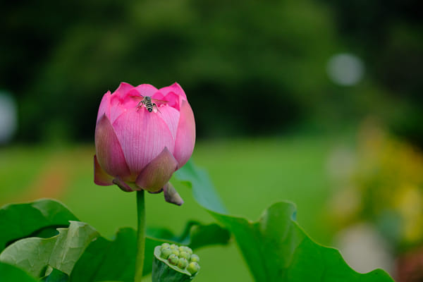 荷花 Lotus Flower Curated By Huangrong419 500px