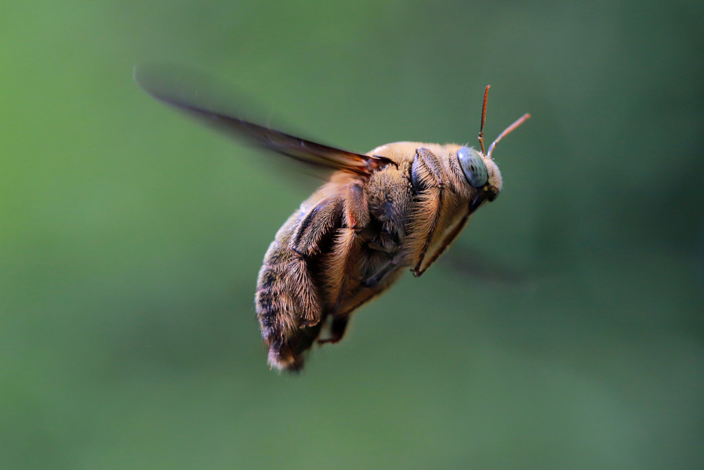 Flying Bee by Andi Welianto Gunawan on 500px.com