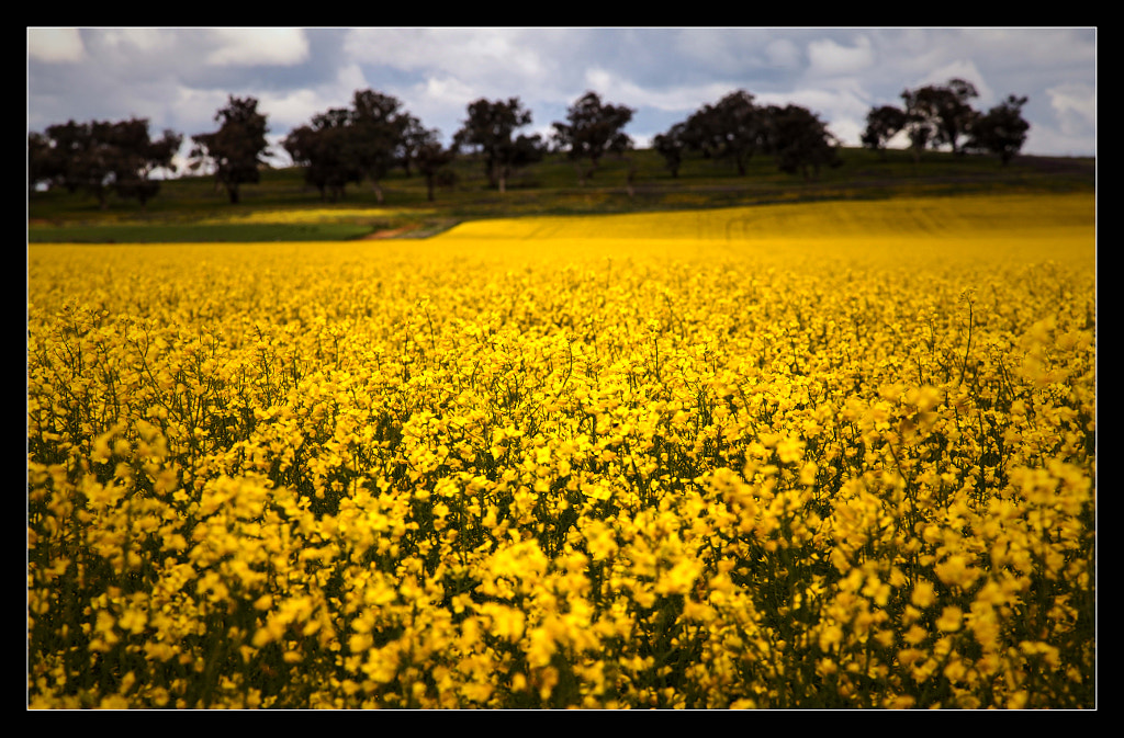 Canola II by Justin B. on 500px.com