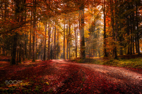 Fall in Cansiglio forest by Alberto Agnoletto on 500px.com