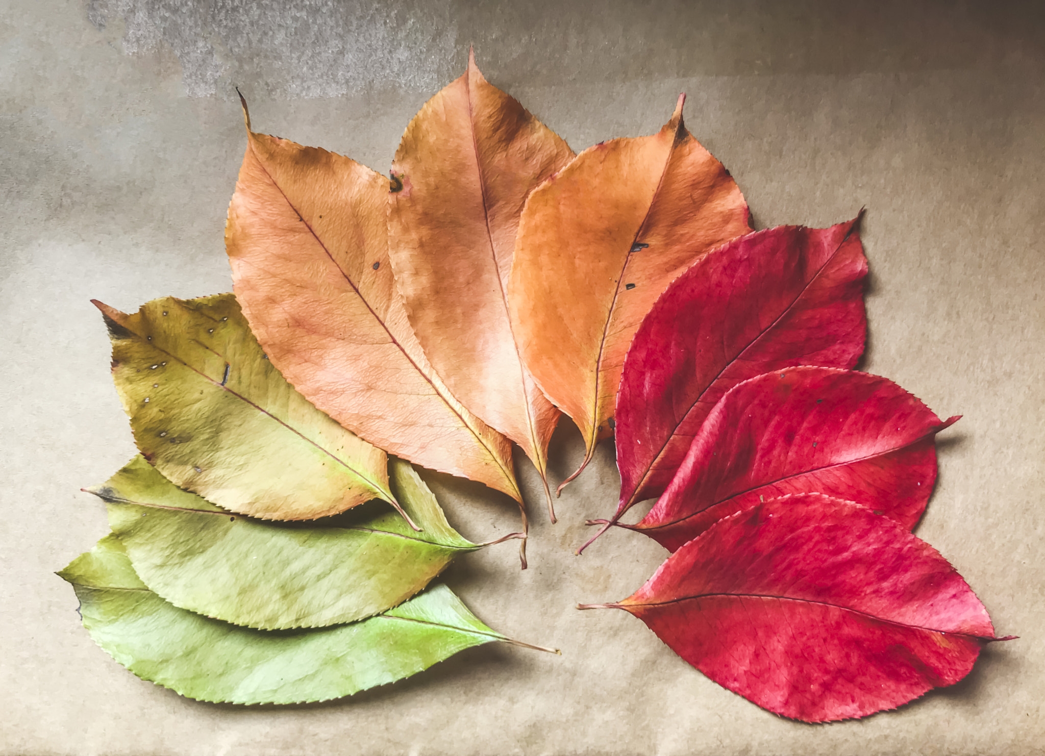 background of the changing seasons