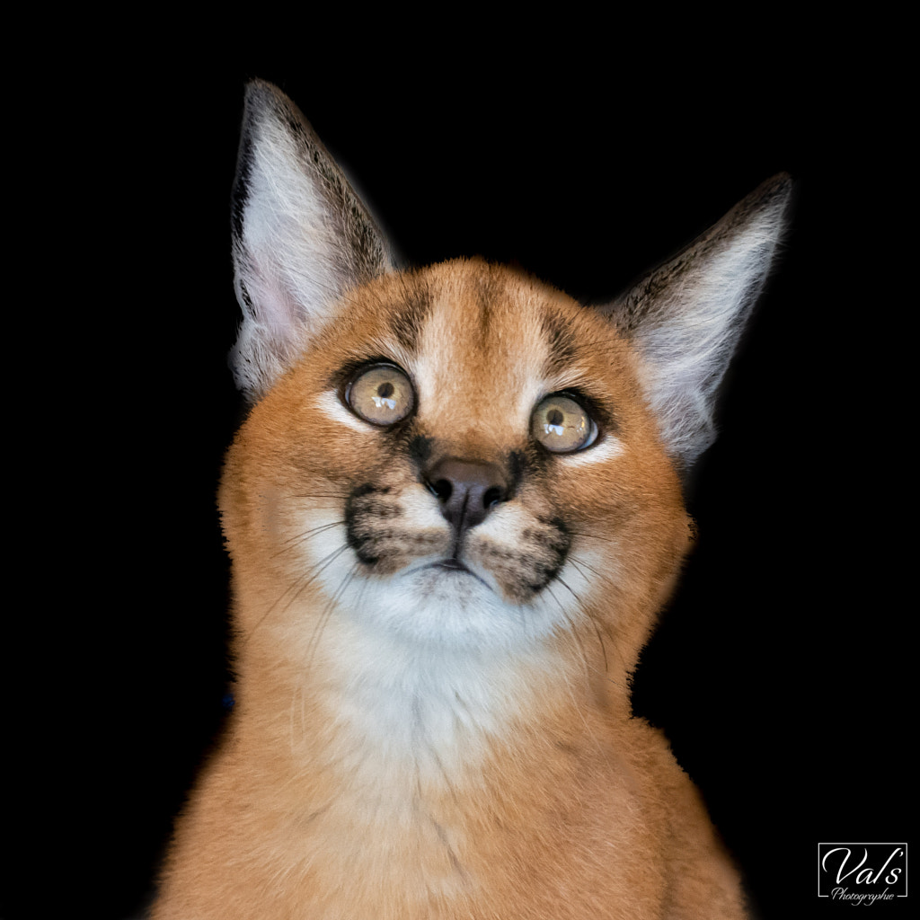 Petit caracal  by valerie charon on 500px.com