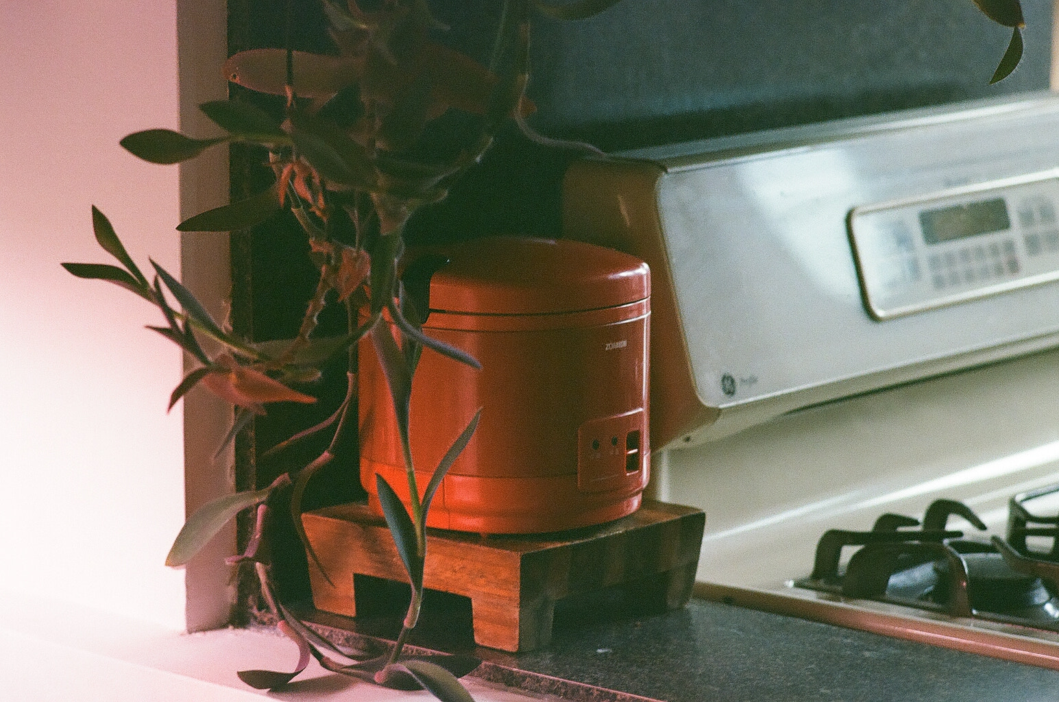 A red rice cooker sits on a small, wooden pallet, itself on a laminate countertop. In front hangs a purple and green wandering Jew. Behind, a gas stovetop.