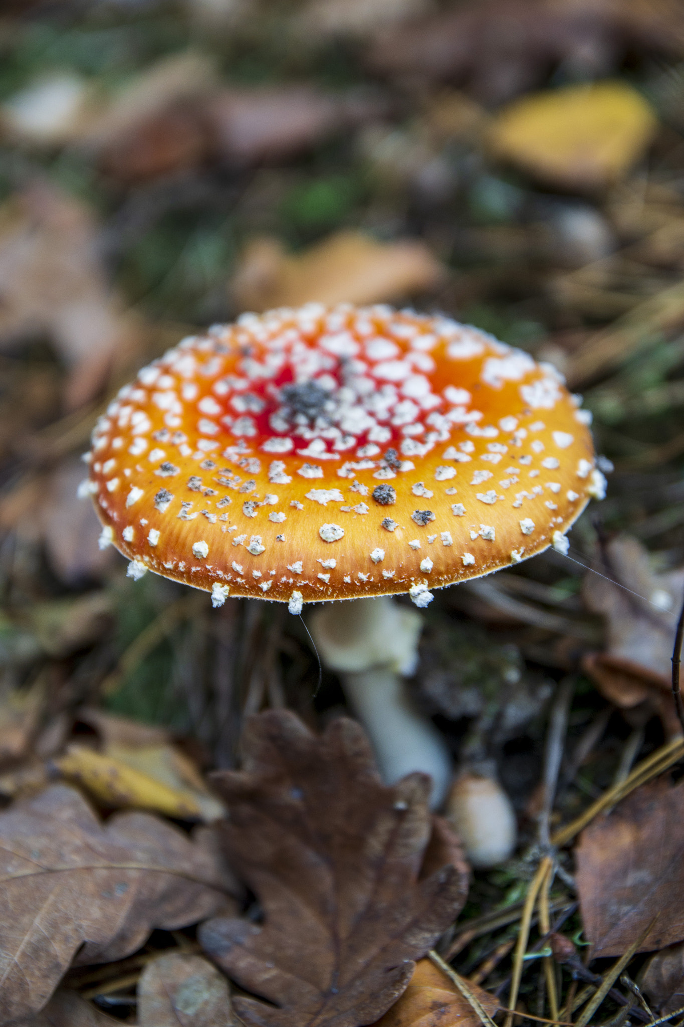 fly agaric mushroom