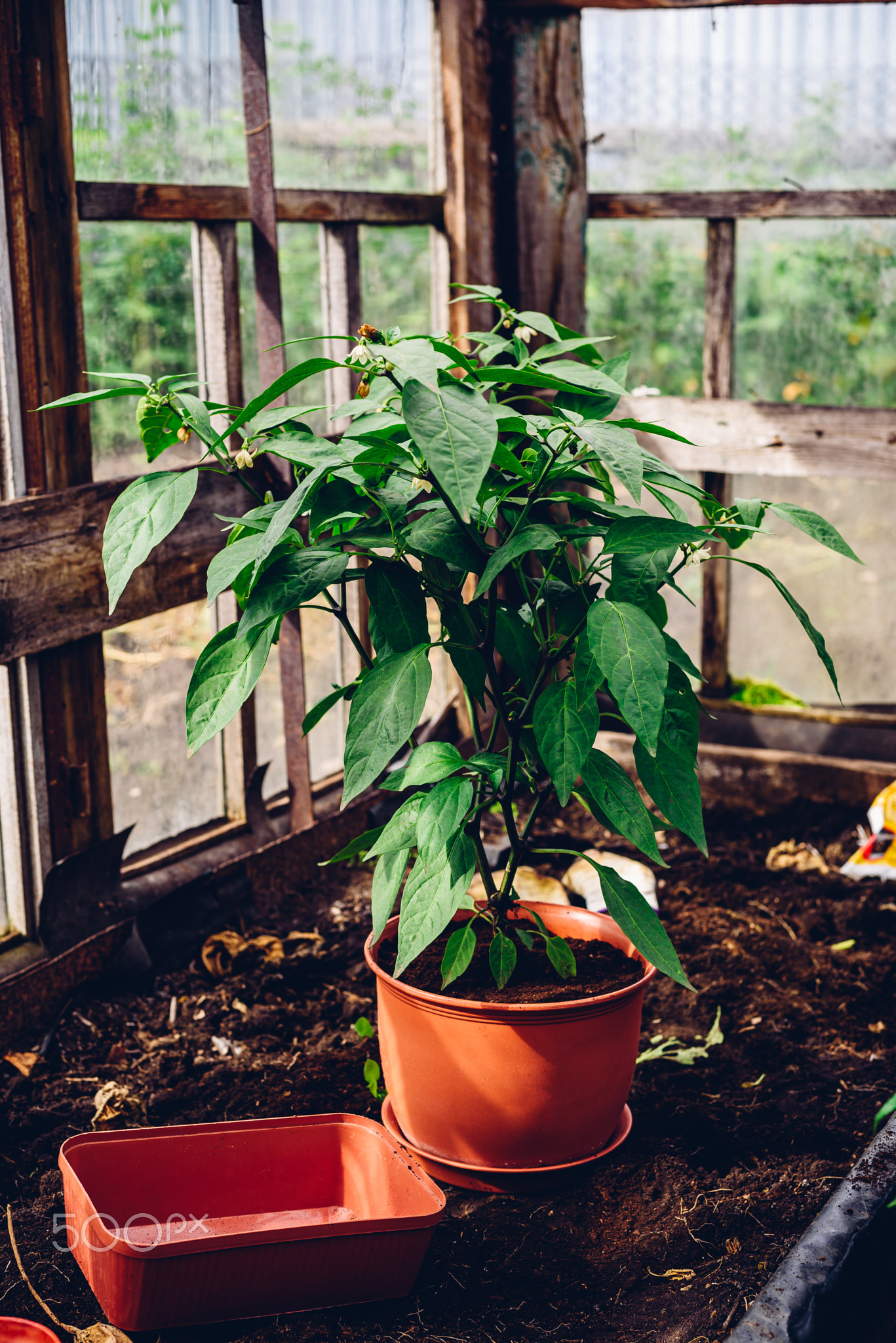 Jalapeno Pepper in Pot