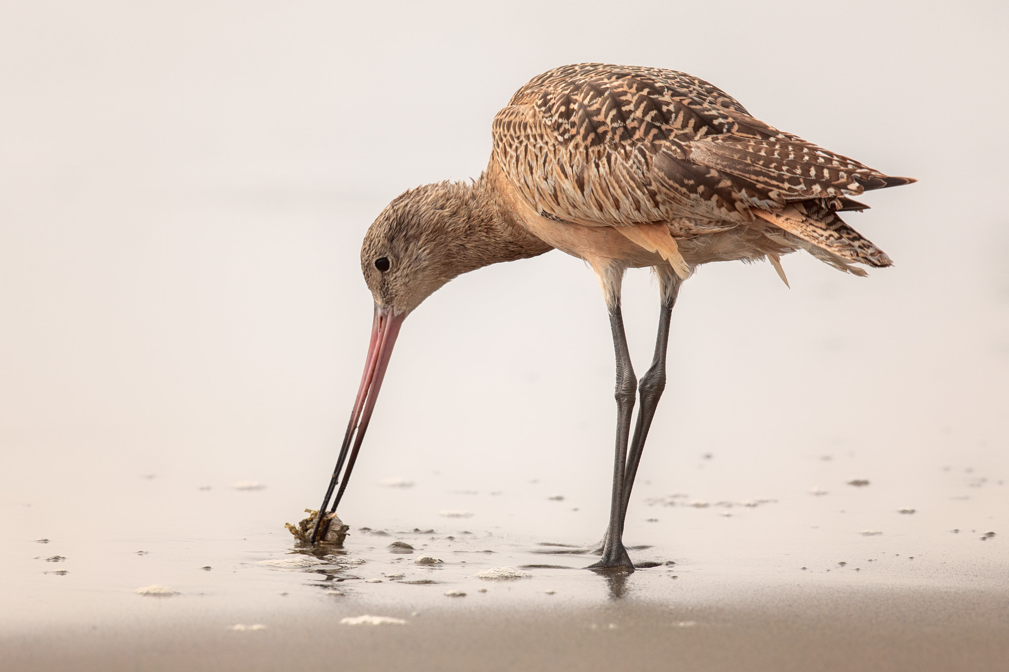 Curlew