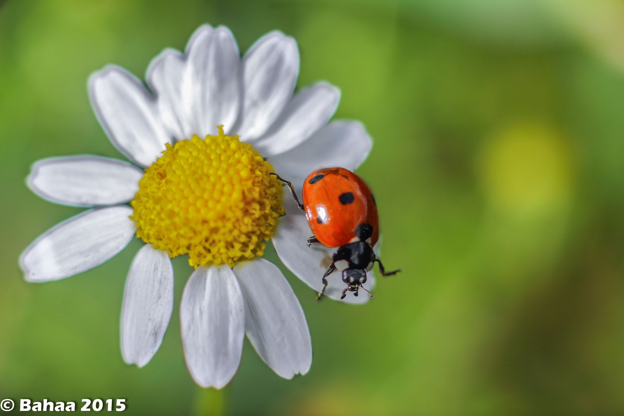 #Ladybug