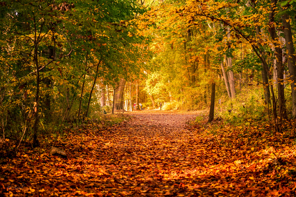 Autumn Tunnel by Ariel L on 500px.com