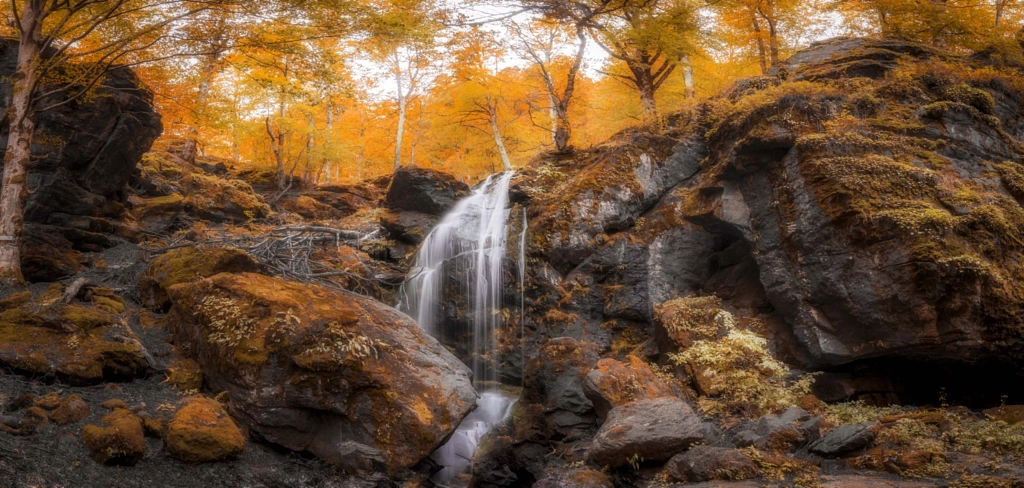 Orange forest by Dimo Hristev on 500px.com