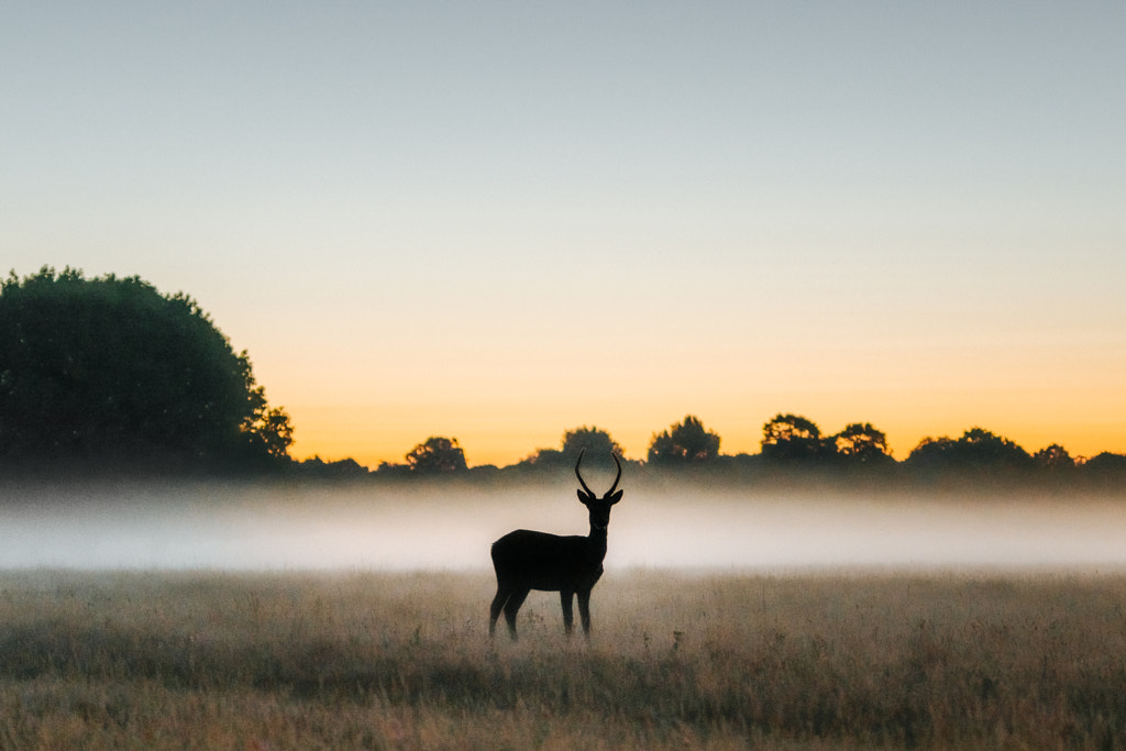 Richmond Park, before sunrise by Dom Piat on 500px.com