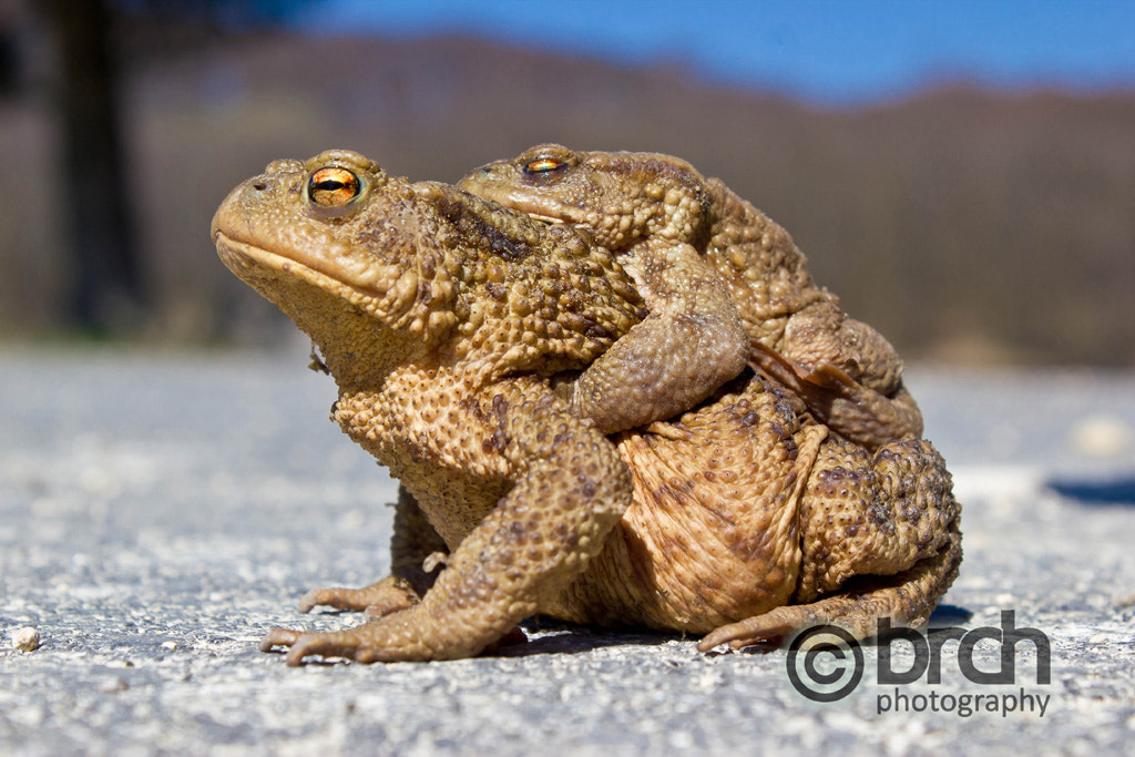 Pair of Frogs in the nature