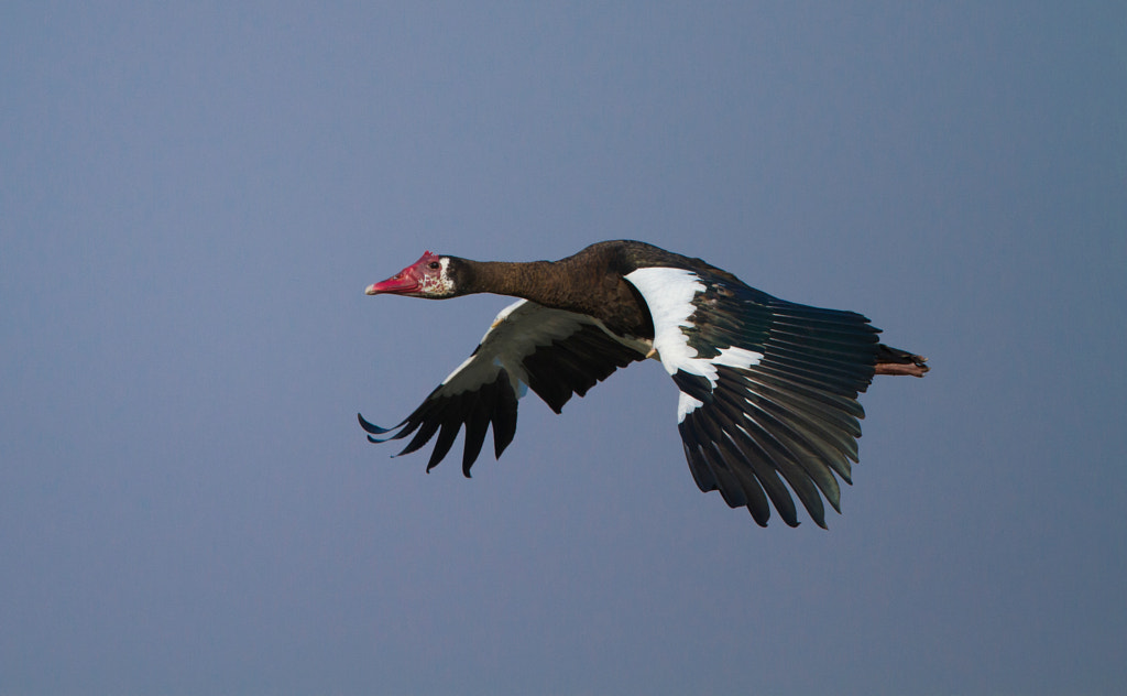 Spur-winged Goose Top 10 Fastest Birds in the World