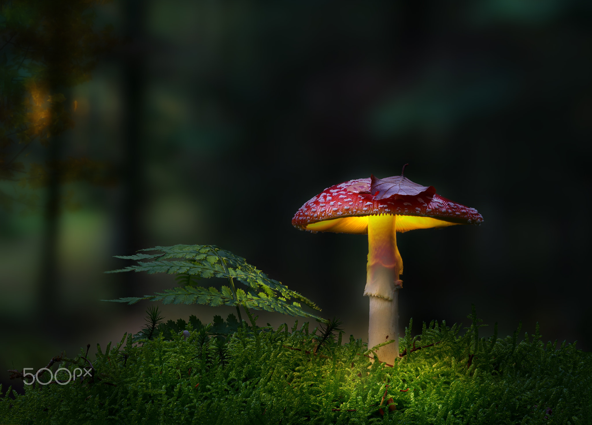 Amanita Muscaria lights up the forest