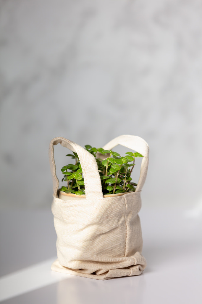 Baby plant  by Natalia Klenova on 500px.com