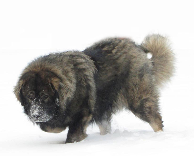 Russian Bear Dog – Dogs that look like bears