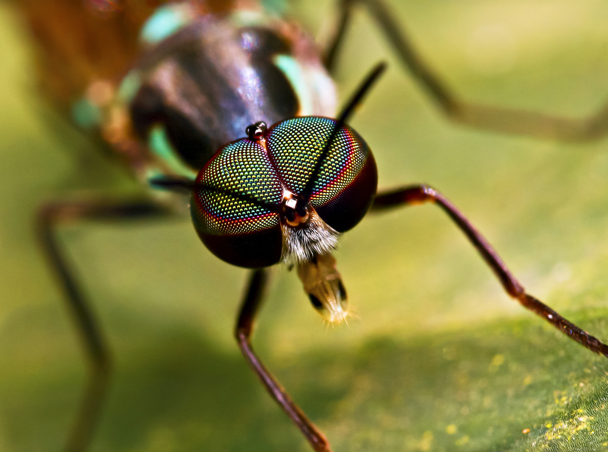 Jewel Eyes