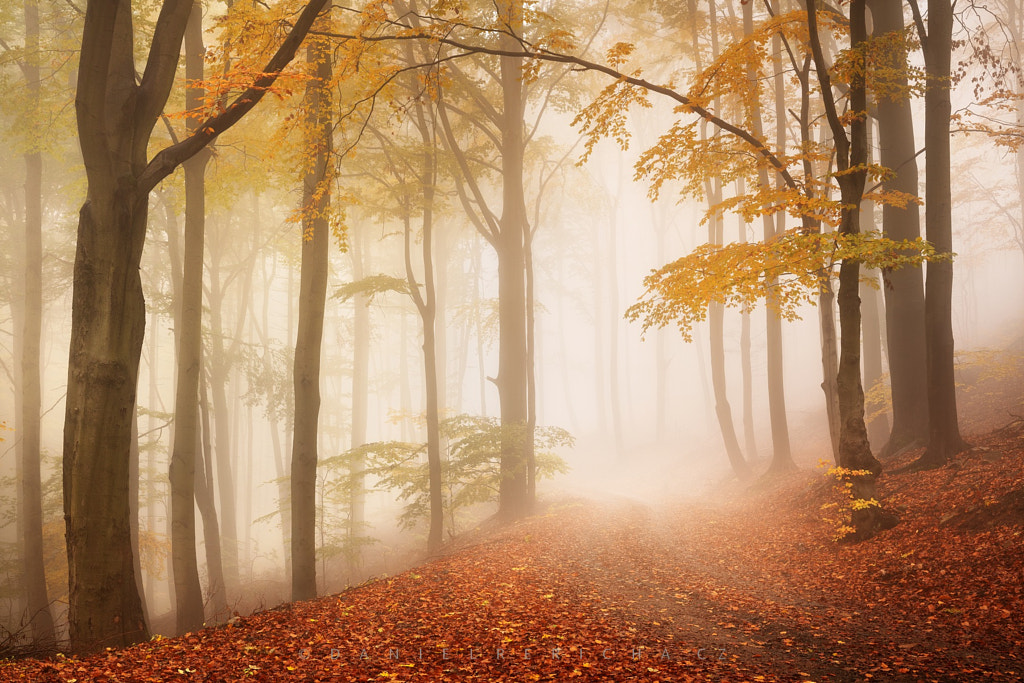 The path to the light... by Daniel ?e?icha on 500px.com