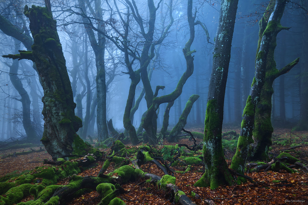 Mystic Wood by Kilian Schönberger on 500px.com