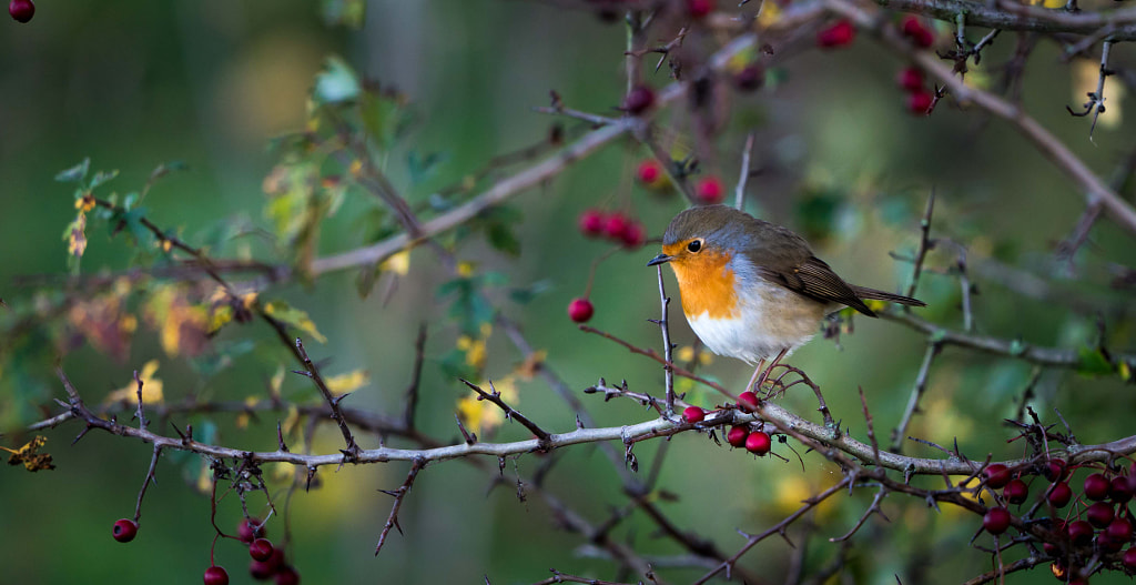 Eat your berries by Daan de Waal on 500px.com