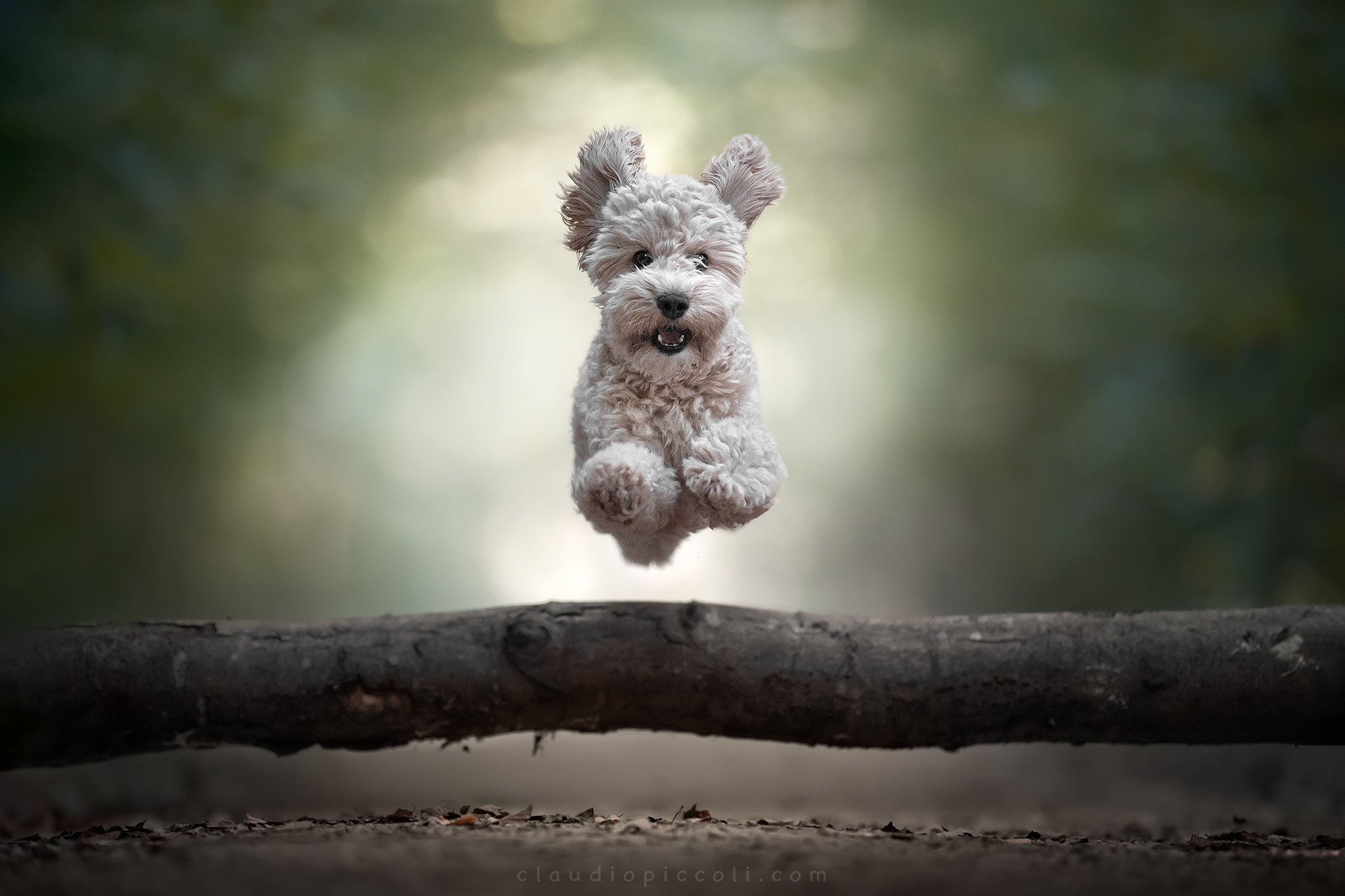 SAMSON by Claudio Piccoli / 500px