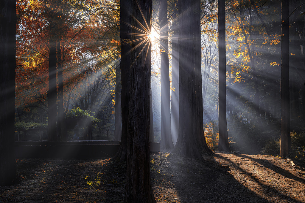 Morning glory by Tiger Seo on 500px.com