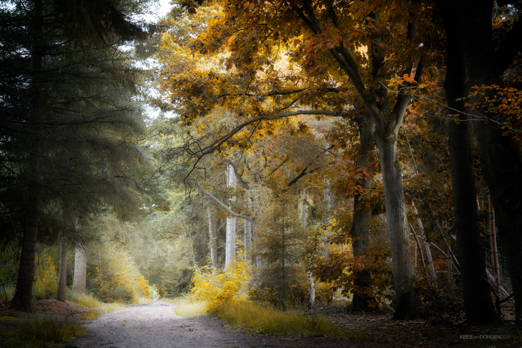 Sweet Old World by Kees van Dongen on 500px.com