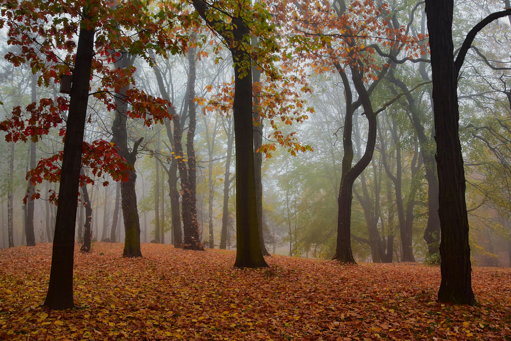 Autumn by Elżbieta  on 500px.com