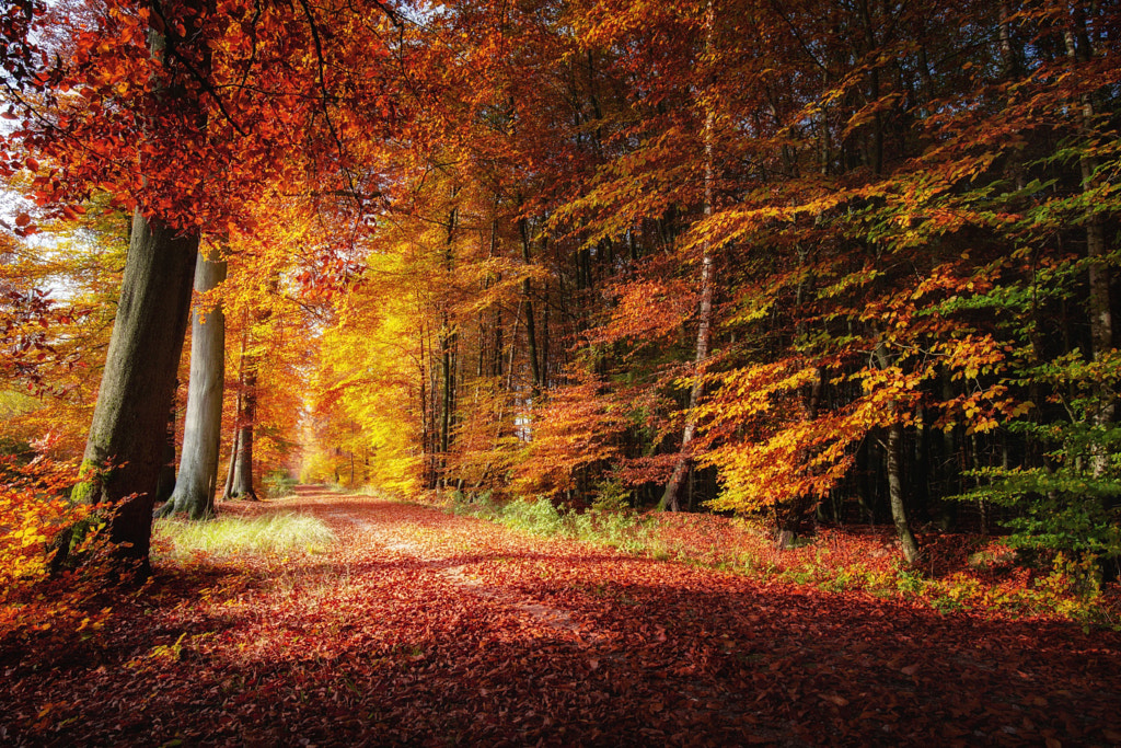 Forest Dream by Carsten Meyerdierks on 500px.com