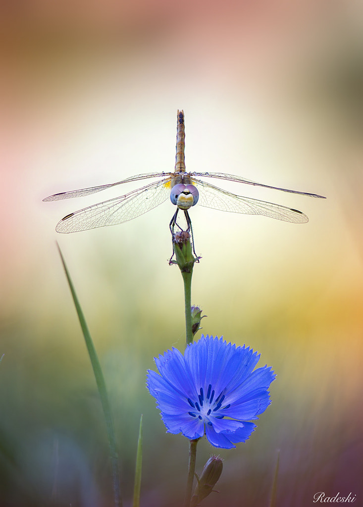 Dragonfly by Roberto Aldrovandi on 500px.com