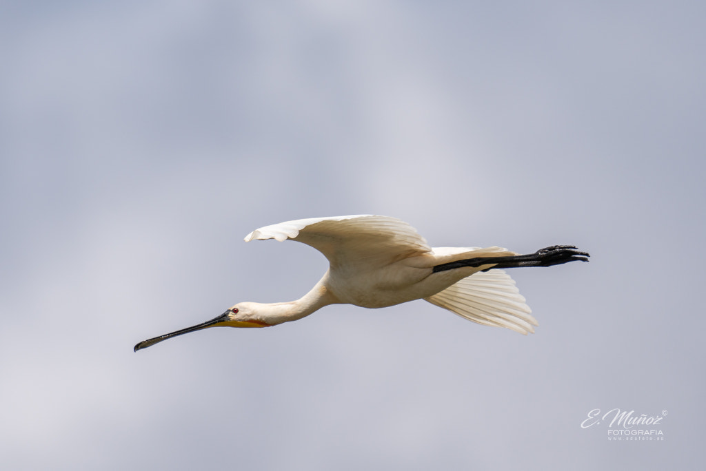 common spoonbill in flight by Eduardo Muñoz on 500px.com