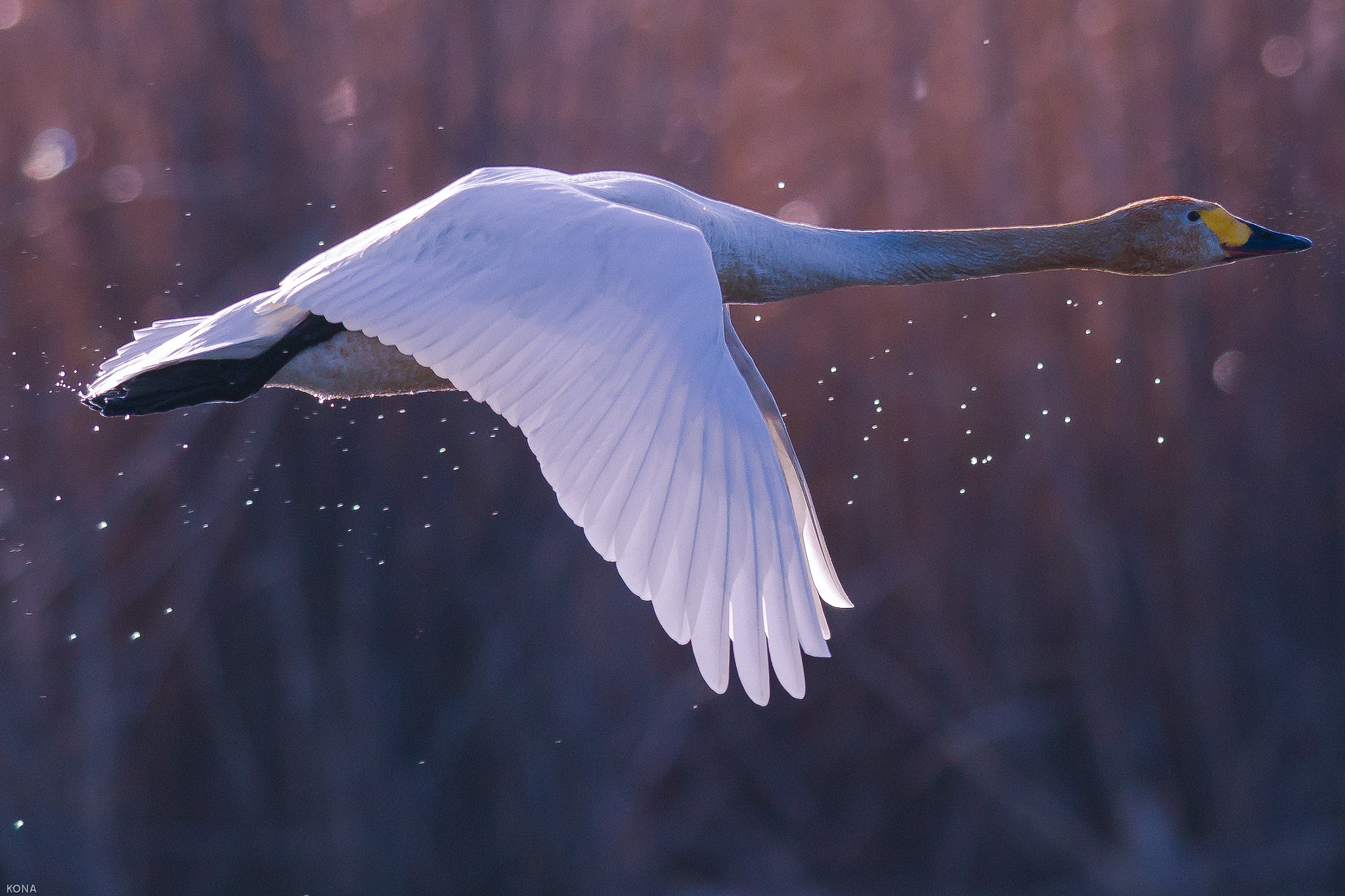 Nikon AF-S Nikkor 400mm F2.8G ED VR II sample photo. Swan photography