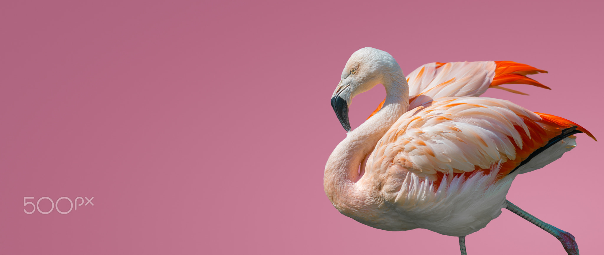 Beautiful rosy Chilean flamingo