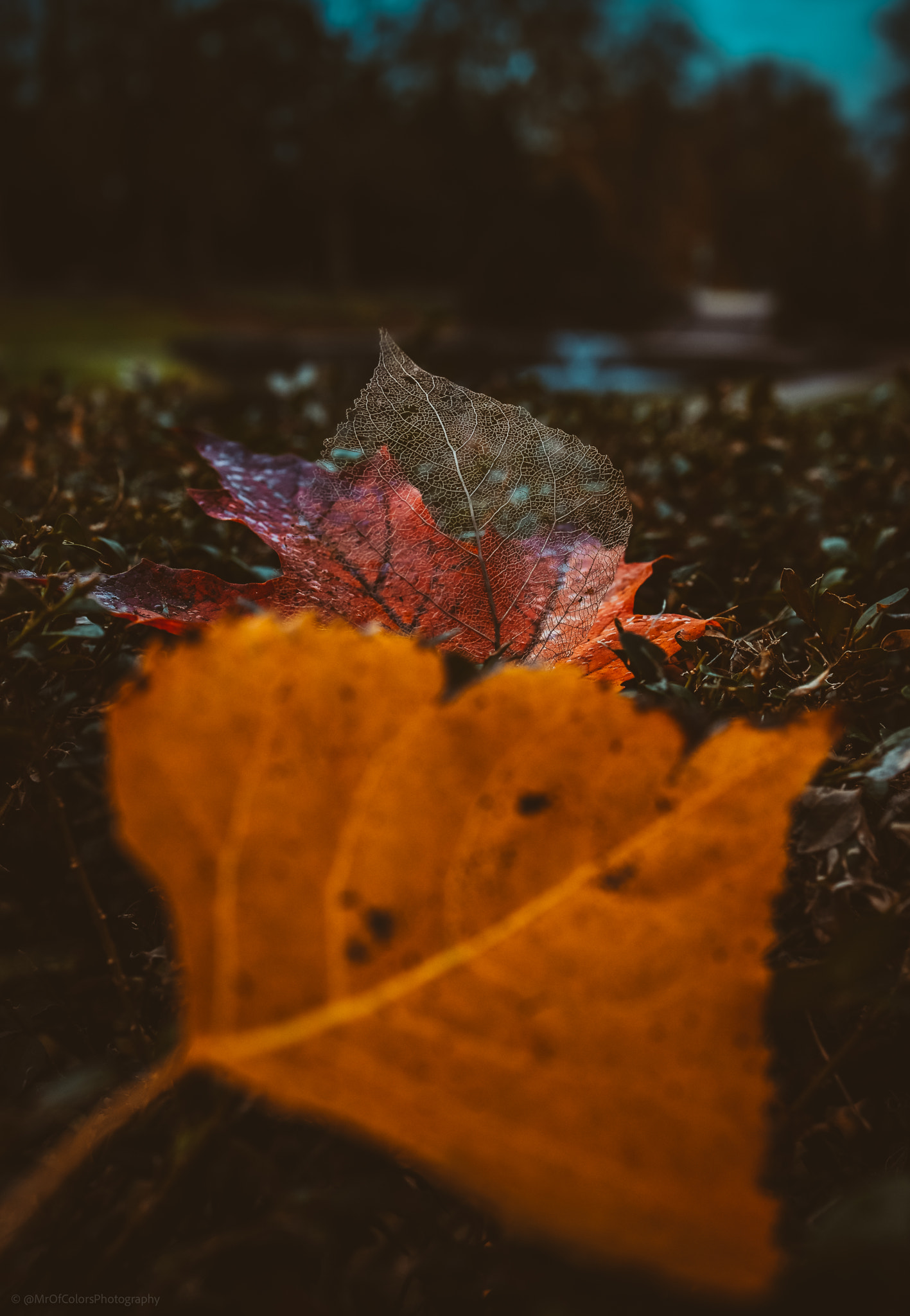 Dried leaves and Rain drops (Noorderplantsoen 29-10-2020) By Dillen