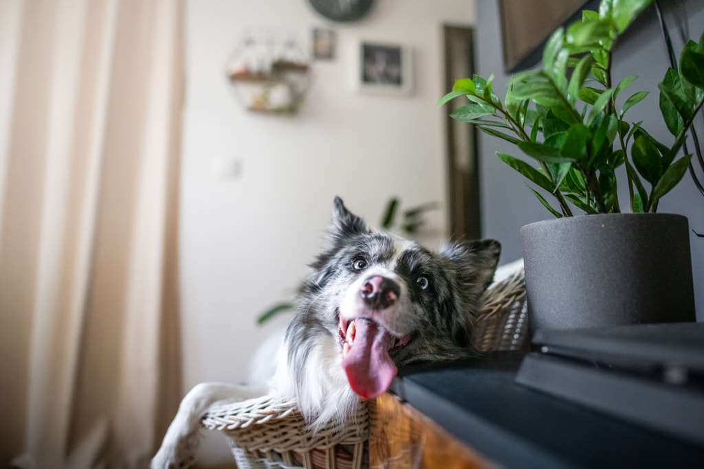 Border collie on armchair by Iza ?yso? on 500px.com