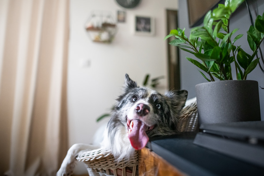 Border collie sur fauteuil par Iza ?yso ?  sur 500px.com