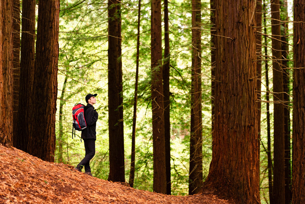 REDWOOD by Alberto Menendez on 500px.com