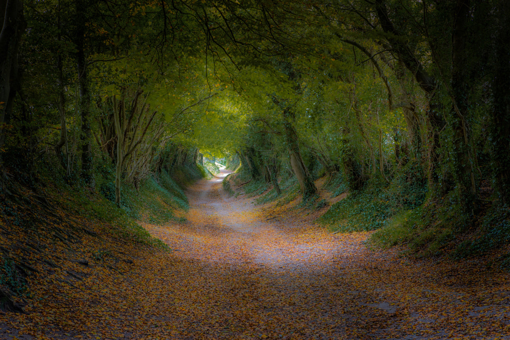 Halnaker Tree Tunnel by Stuart Ansell on 500px.com
