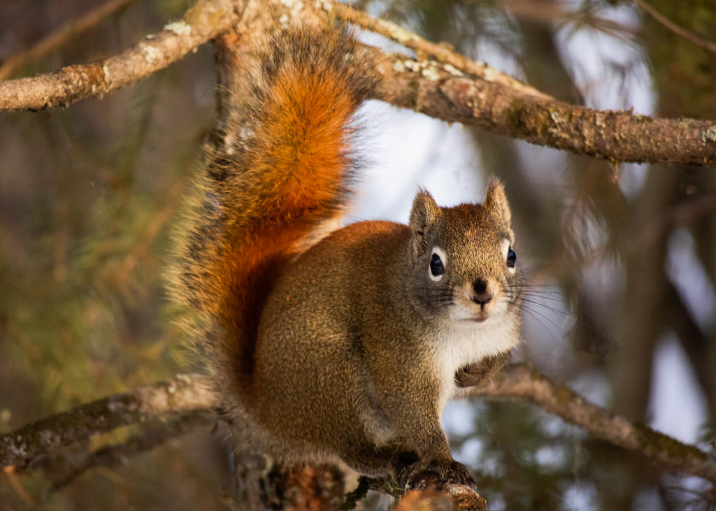 Red Squirrel by Derek Belsham / 500px
