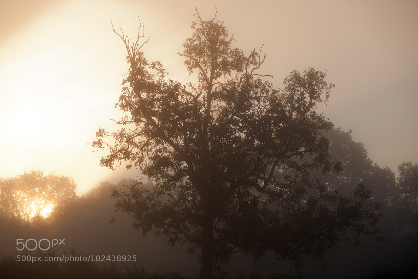 Canon EOS 5D Mark II sample photo. Untitled photography