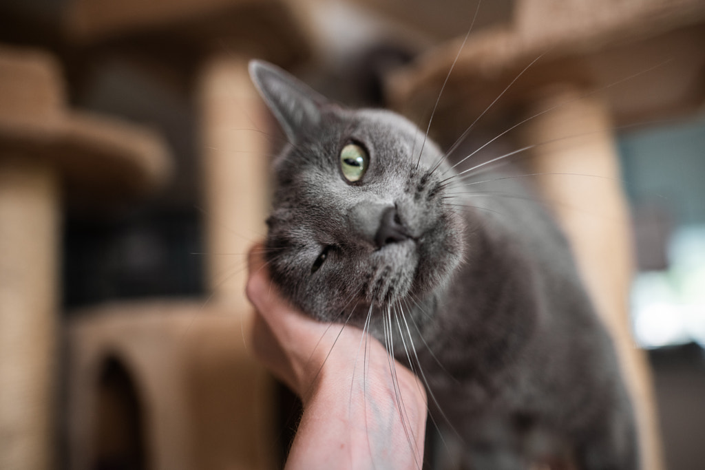 Everyday cat's life by Iza ?yso? on 500px.com