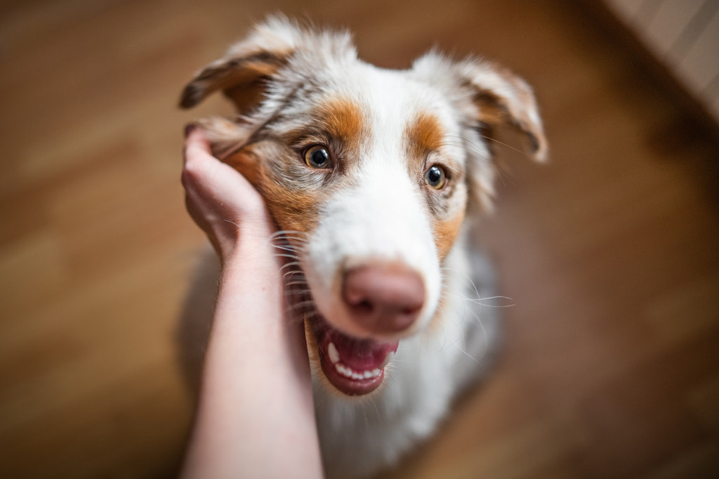 La vie est meilleure avec les chiens par Iza ?yso?  sur 500px.com