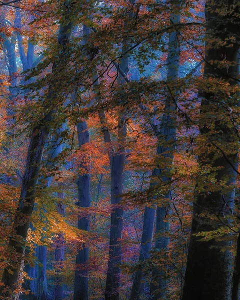 Trees autumn by Fred Asmussen on 500px.com