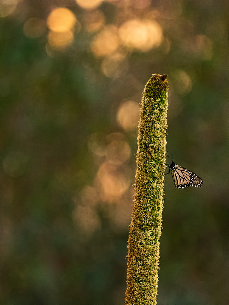 Boornarr Dreaming by Paul Amyes on 500px.com