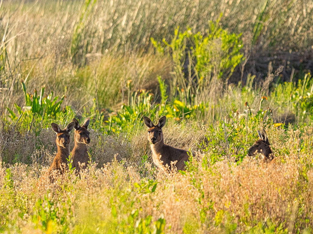 Sundown Mob* by Paul Amyes on 500px.com