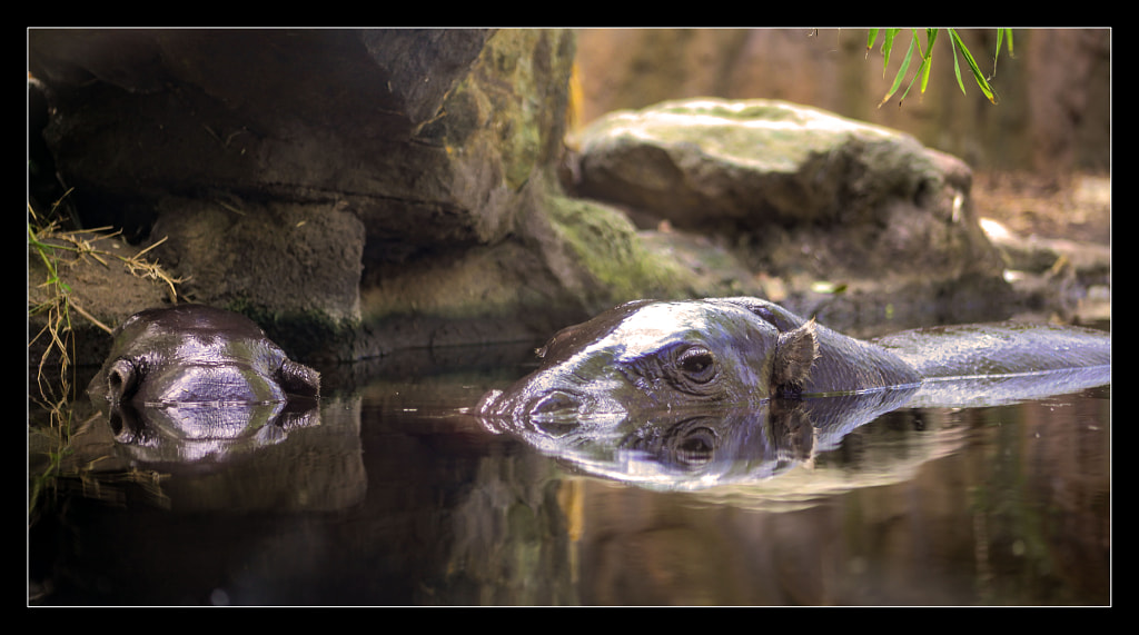 Hippos by Justin B. on 500px.com