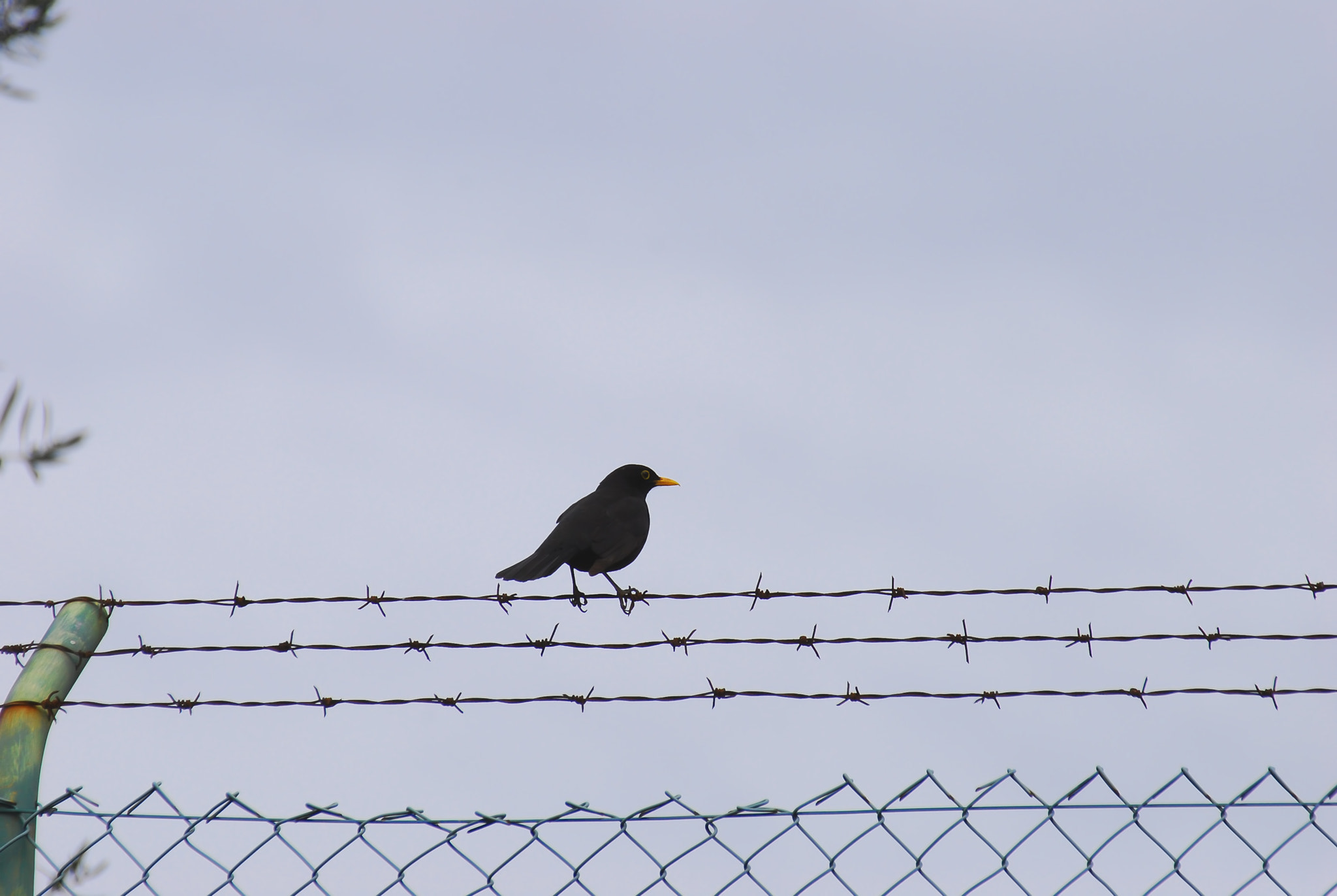 On The Wire