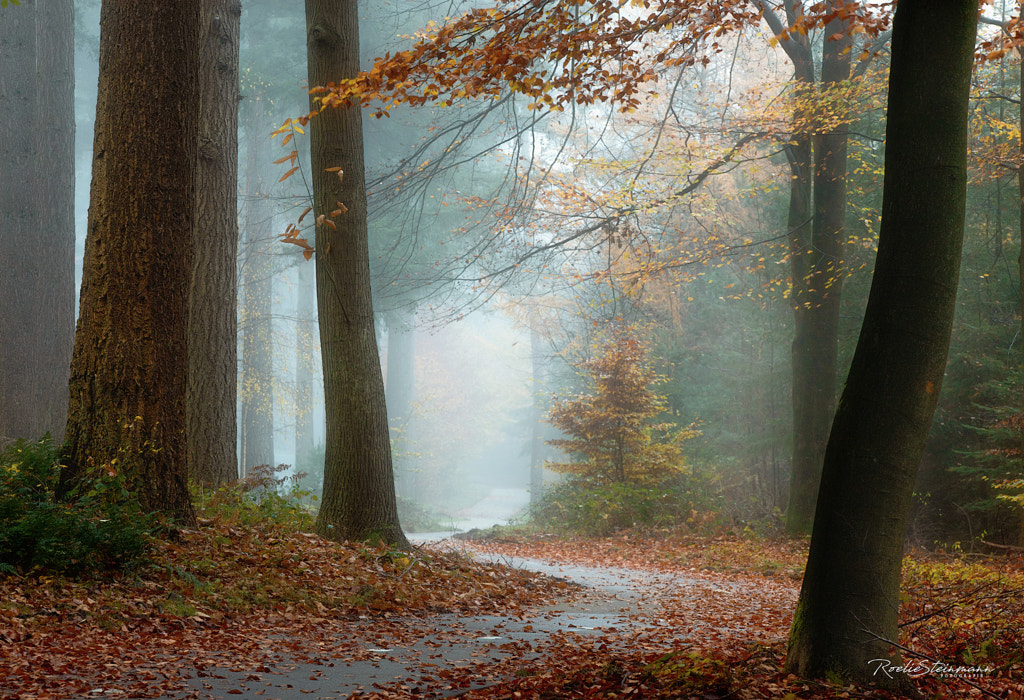 Signs of autumn by Roelie Steinmann on 500px.com